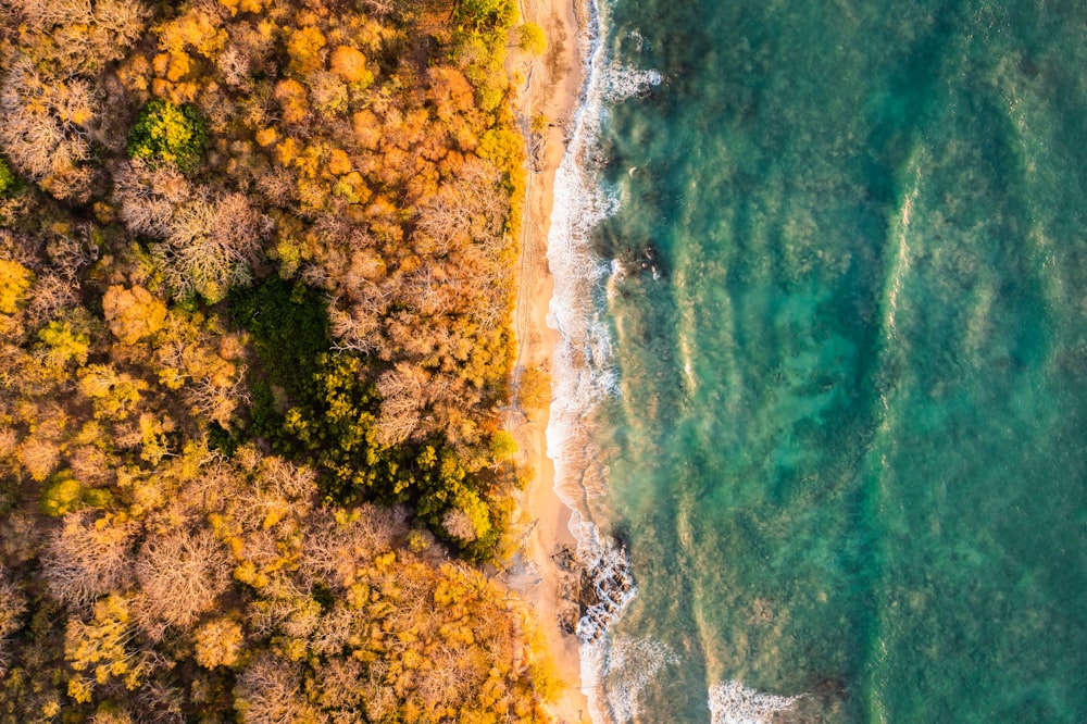 an aerial view of a beach surrounded by trees