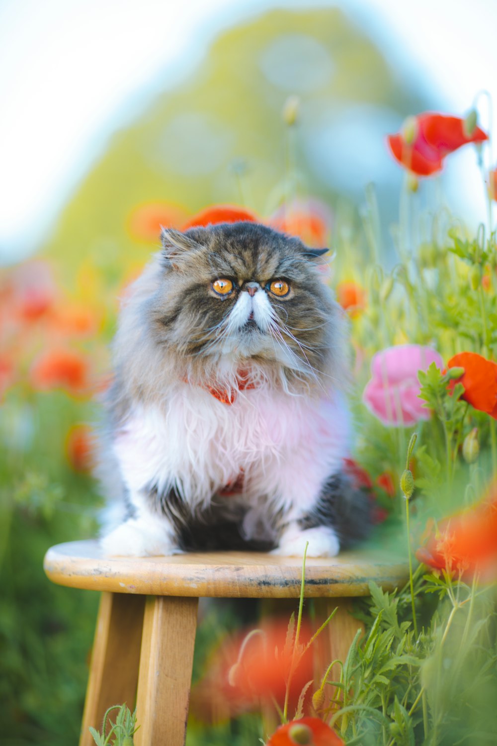 um gato sentado em um banquinho de madeira em um campo de flores