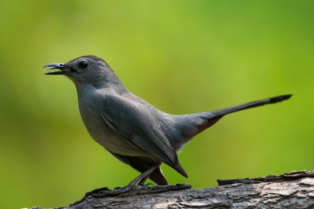 a gray bird standing on top of a tree branch