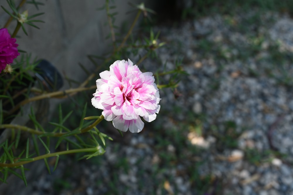 a pink and white flower sitting on top of a green plant