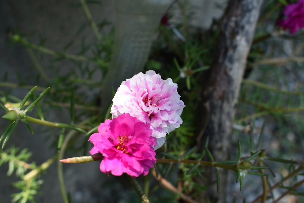 a close up of a pink and white flower