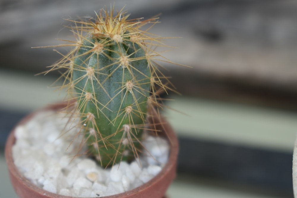 a small cactus in a pot on a table