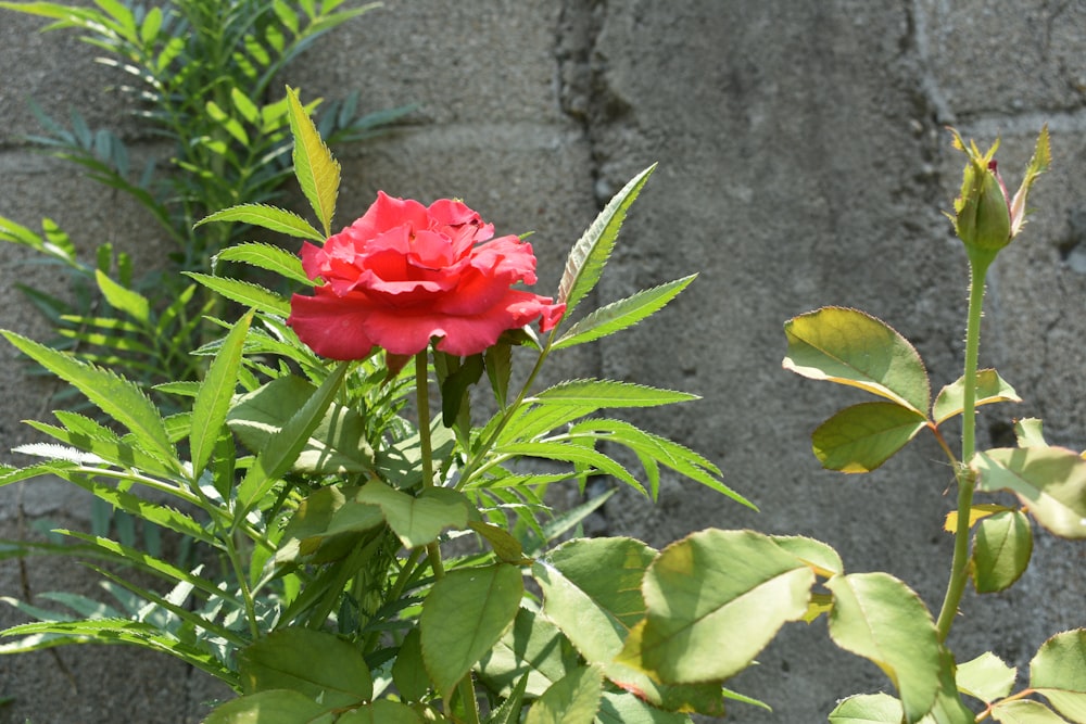 a red flower is in the middle of some green leaves