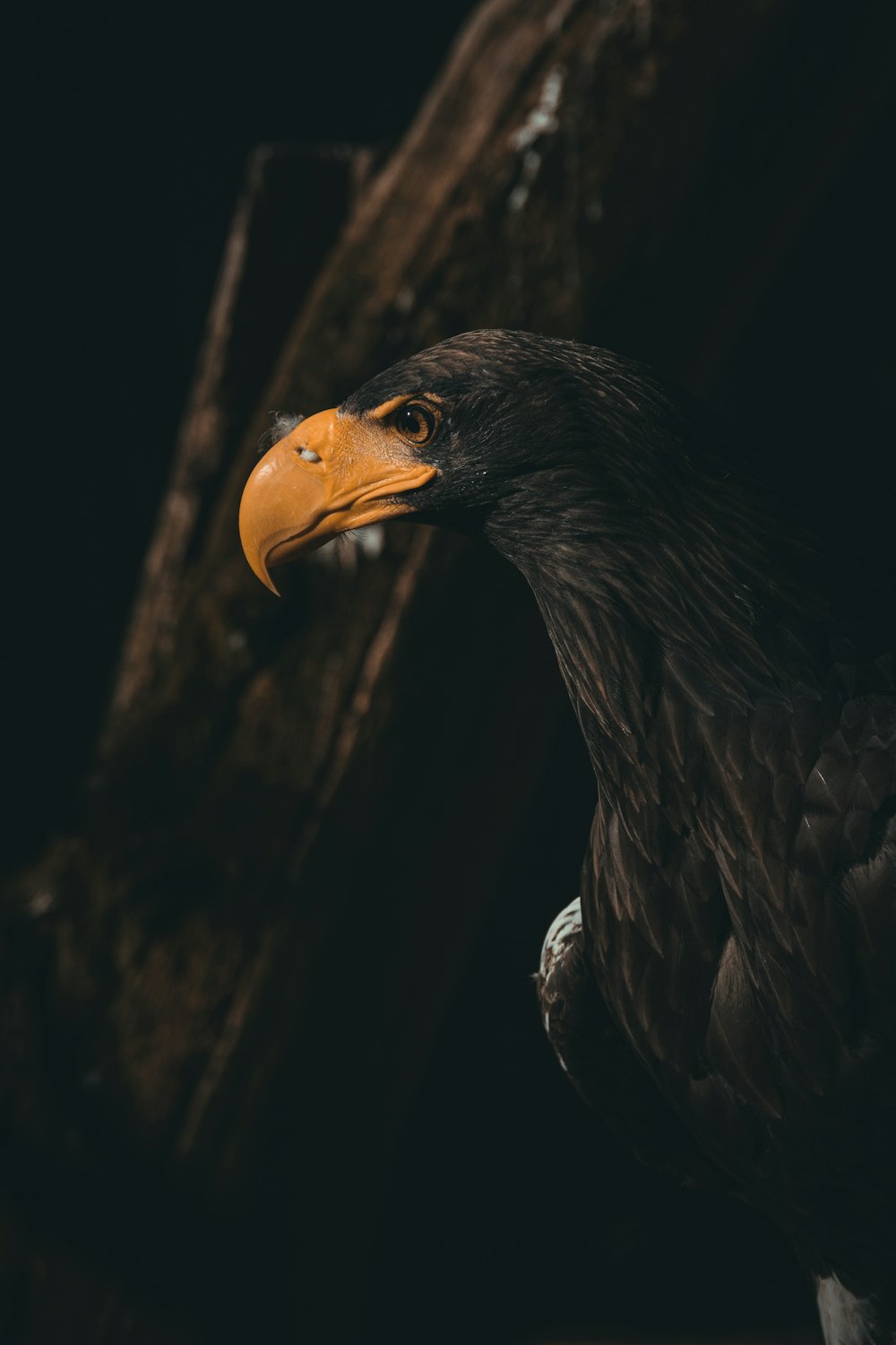 Imágenes de Águila Marina De Steller | Descarga imágenes gratuitas en  Unsplash