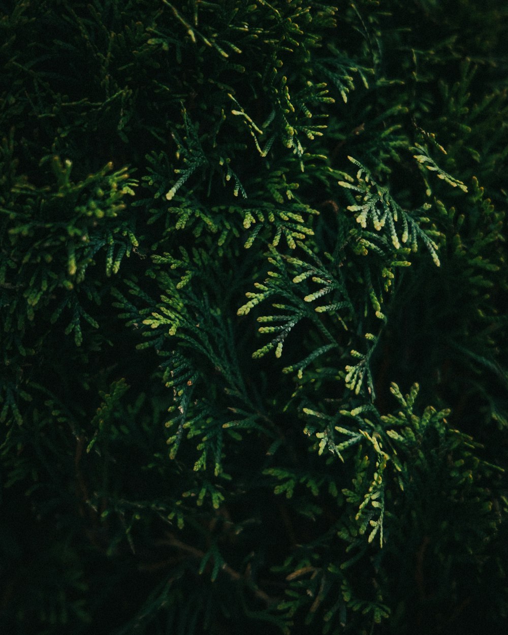 a close up of a tree with green leaves