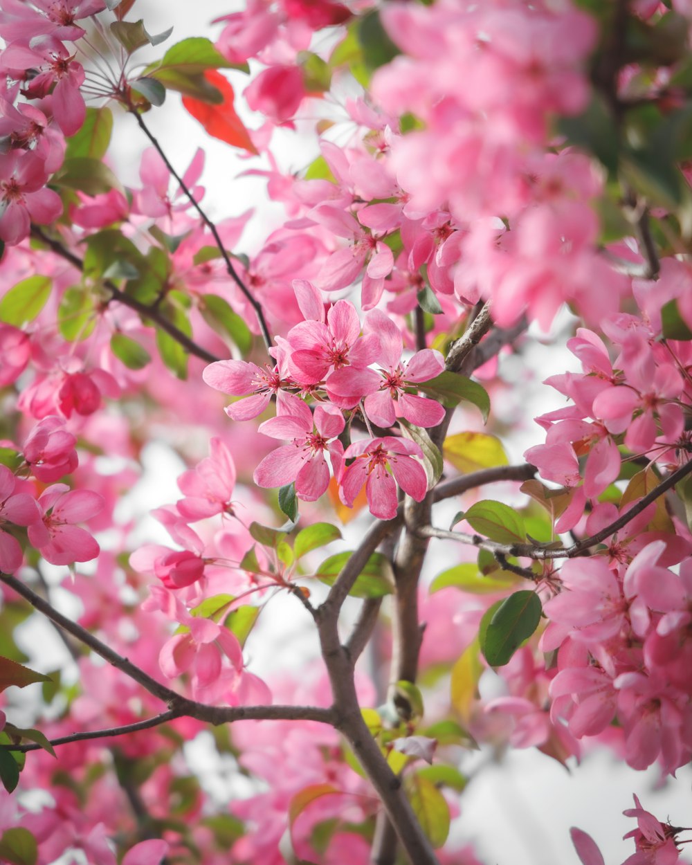 a tree with pink flowers and green leaves