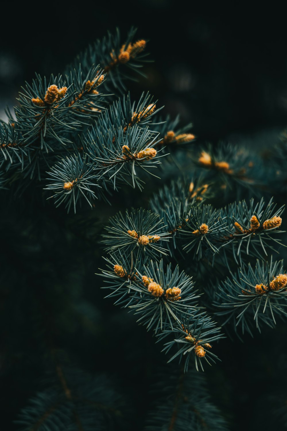 a close up of a pine tree branch