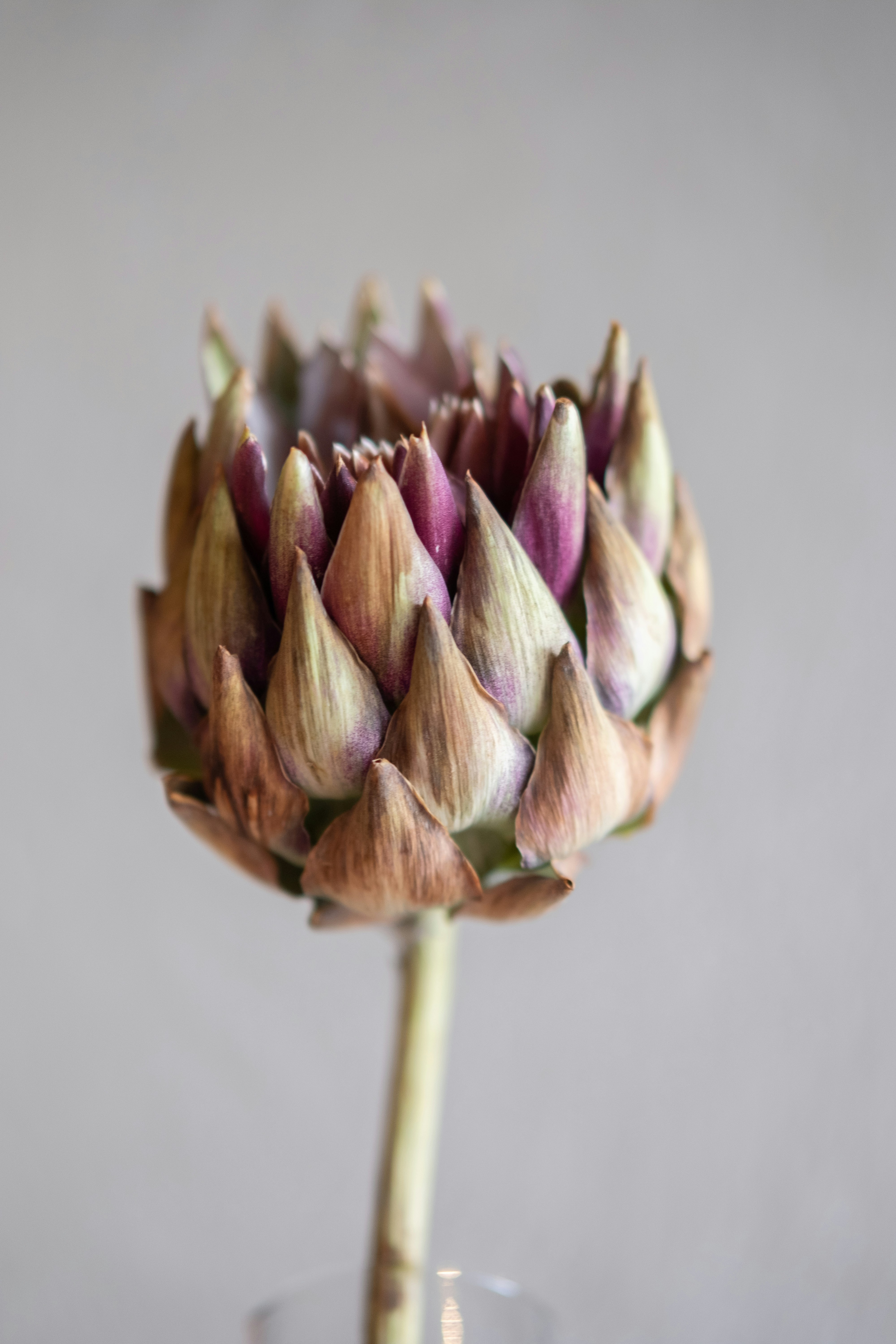 eine nahaufnahme einer blume in einer vase