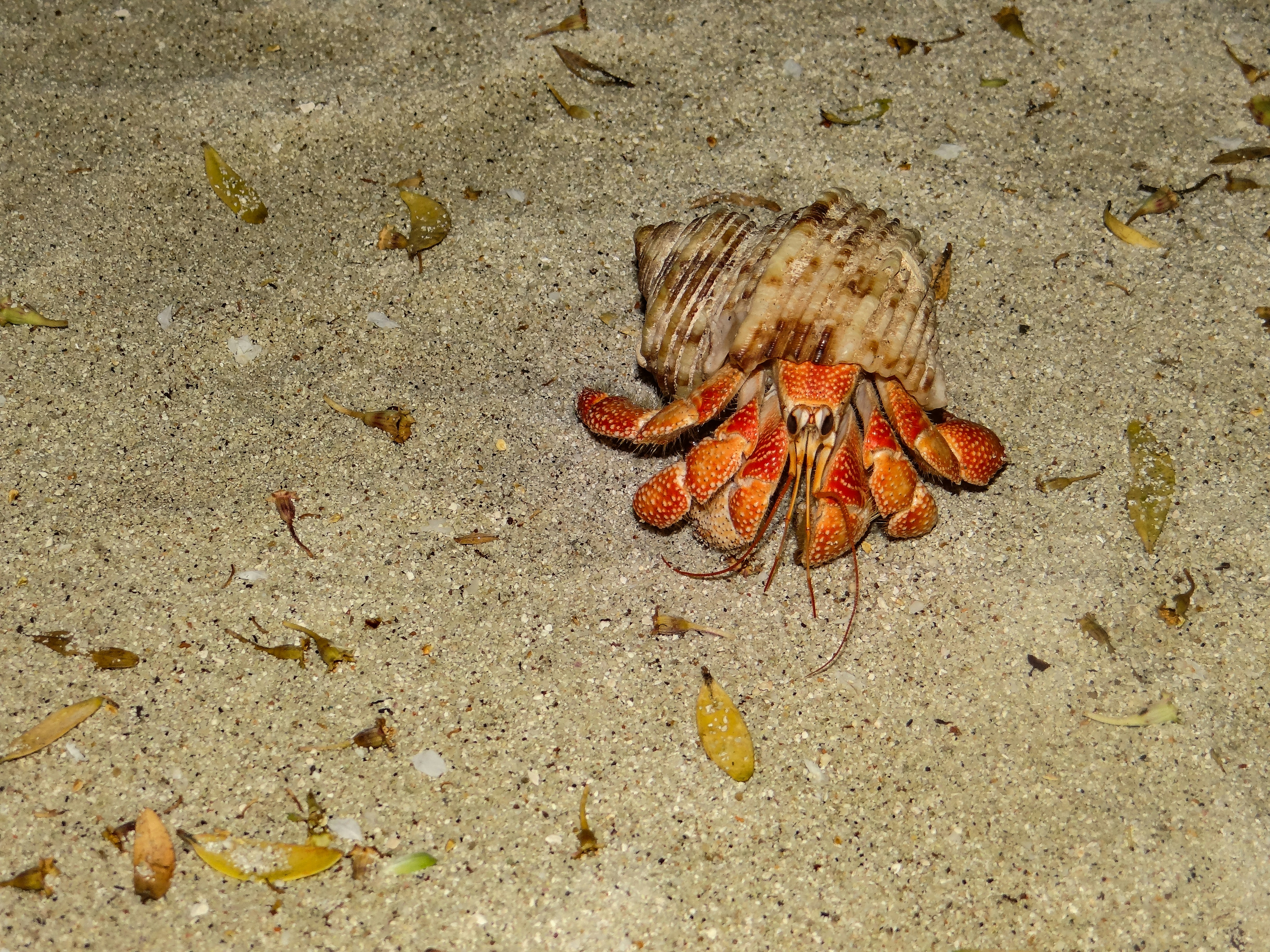 Mister crab