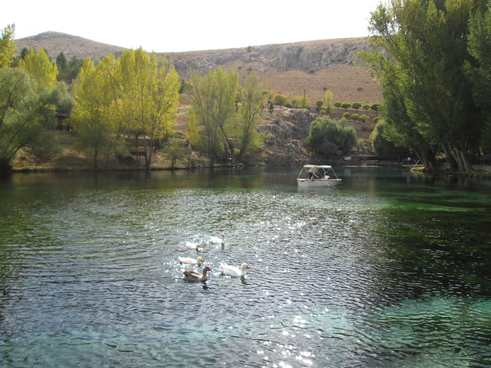 a group of ducks floating on top of a lake