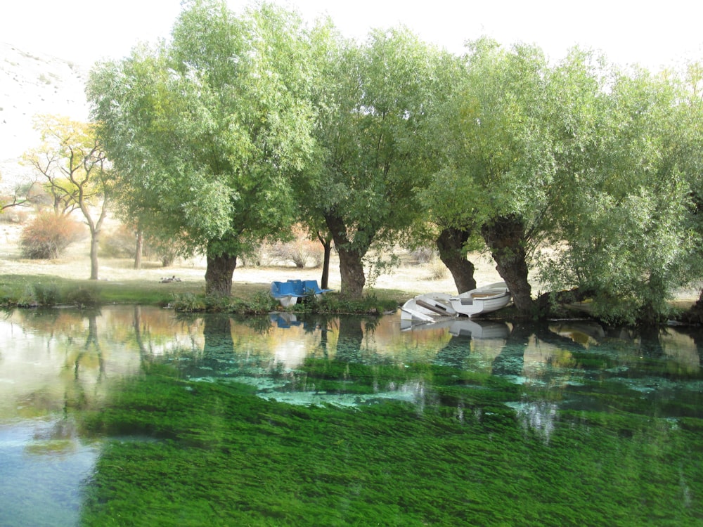 a body of water surrounded by trees and grass