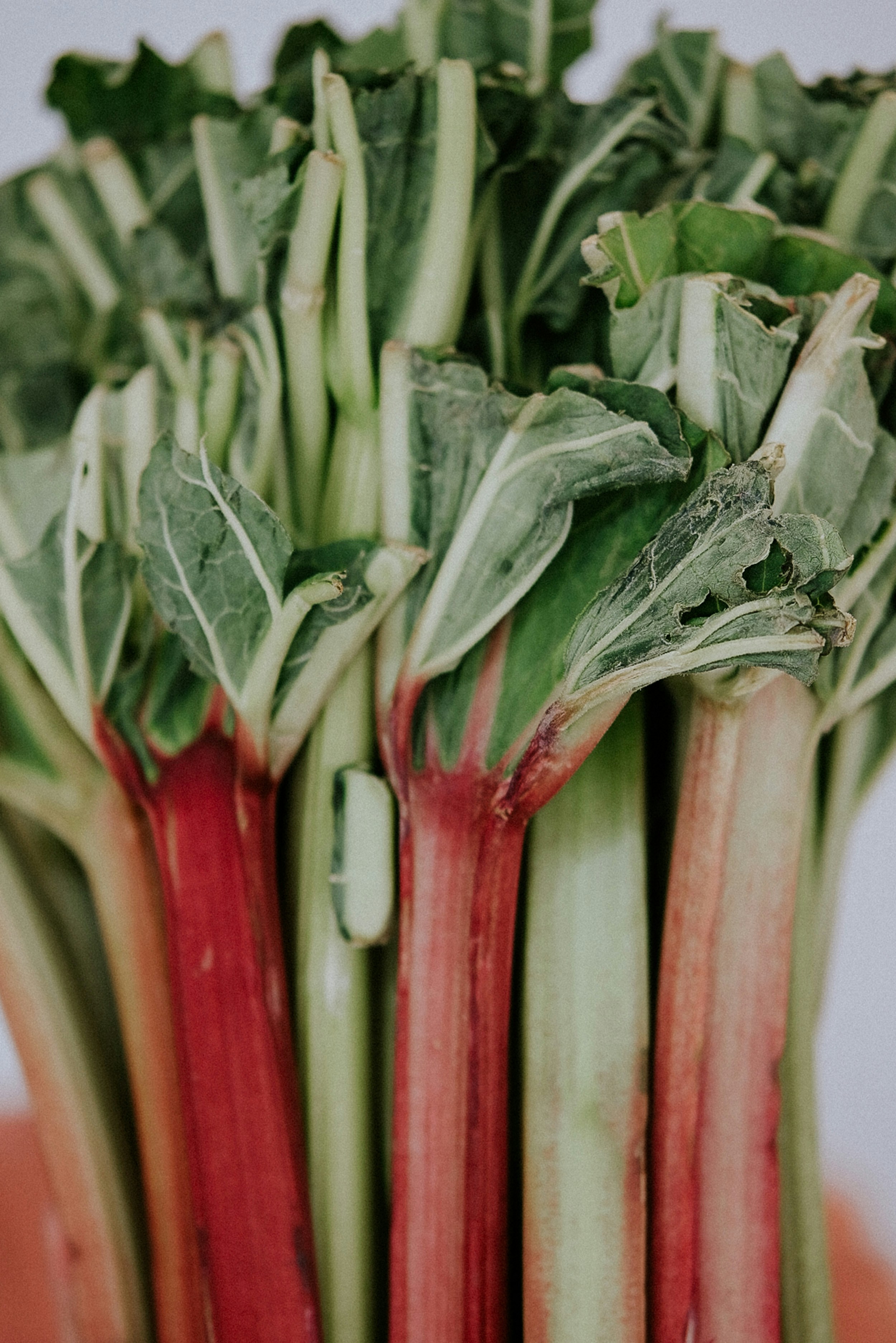 Photo by brzozowskakrzysia