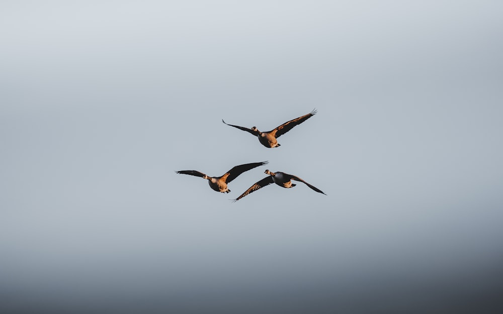 a couple of birds flying through a cloudy sky