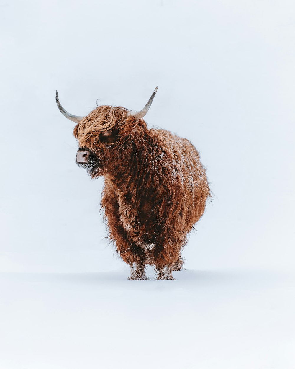 a brown bull with long horns standing in the snow