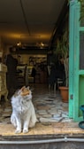 A fluffy cat with white and orange fur is sitting at the entrance of a cozy cafe, looking to the side. The interior features vintage-style furniture, soft lighting, and green-tiled walls. Potted plants are placed throughout the space, adding to the warm ambiance.