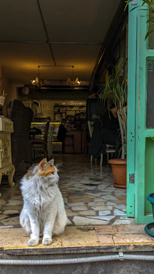 A cozy, colorful storefront with a bright orange cat logo above the entrance.