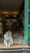 A fluffy cat with white and orange fur is sitting at the entrance of a cozy cafe, looking to the side. The interior features vintage-style furniture, soft lighting, and green-tiled walls. Potted plants are placed throughout the space, adding to the warm ambiance.