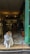 A fluffy cat with white and orange fur is sitting at the entrance of a cozy cafe, looking to the side. The interior features vintage-style furniture, soft lighting, and green-tiled walls. Potted plants are placed throughout the space, adding to the warm ambiance.