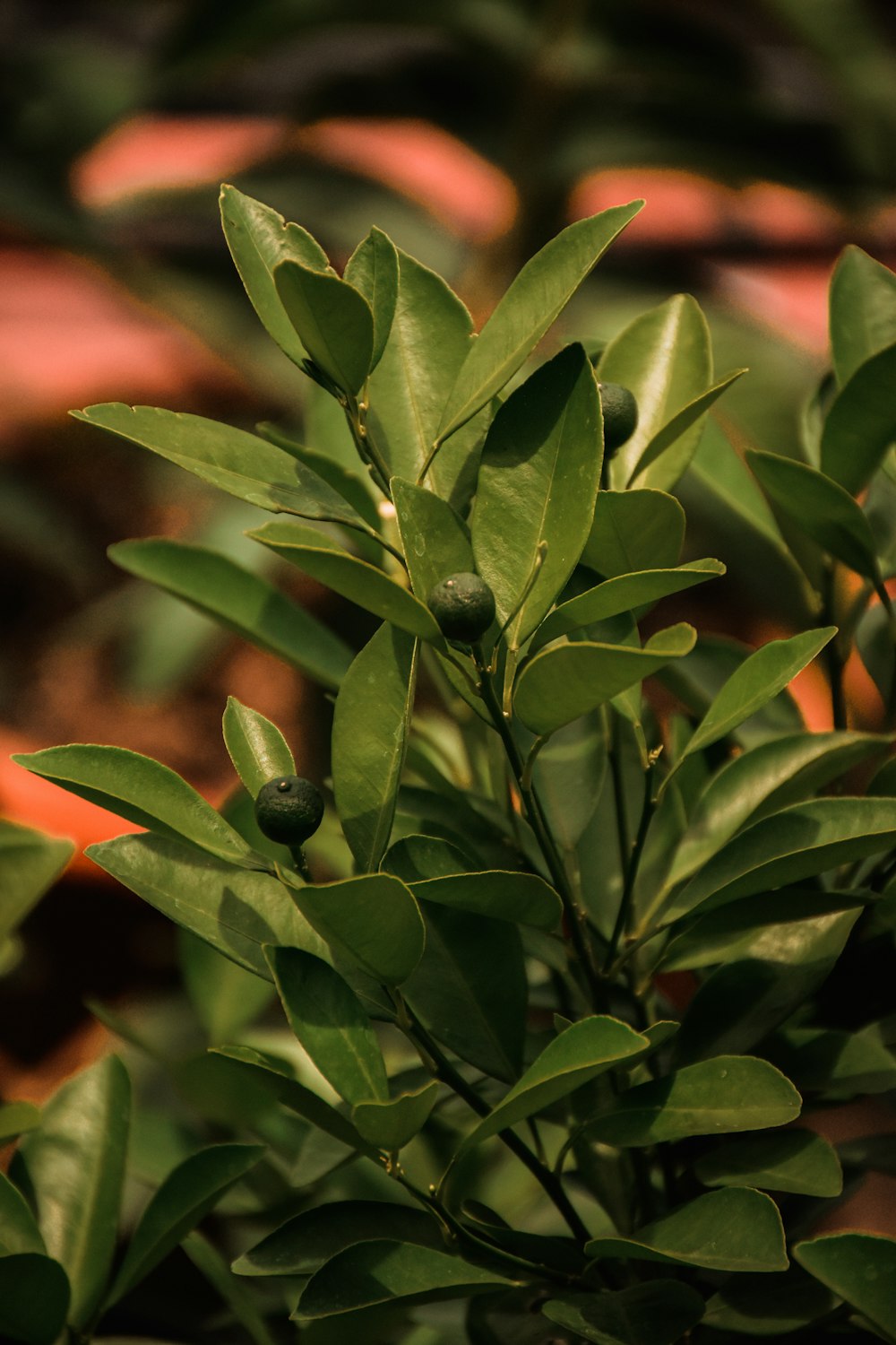 a close up of a green plant with leaves