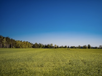 A vast, open field of lush green grass stretches towards a line of dense forest on the horizon. The sky is clear and richly blue, providing a striking contrast. A solitary hunting stand is positioned in the distance, adding a sense of scale and human presence to the expansive landscape.