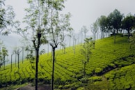 a lush green hillside covered in trees and bushes