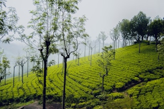 Rolling hills are covered with lush green tea plantations, interspersed with tall, thin trees. The landscape has a serene and tranquil ambiance with a slight mist in the background.