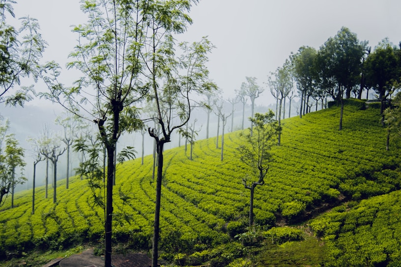 A serene tea plantation landscape in Munnar with mist rolling over lush green hills.