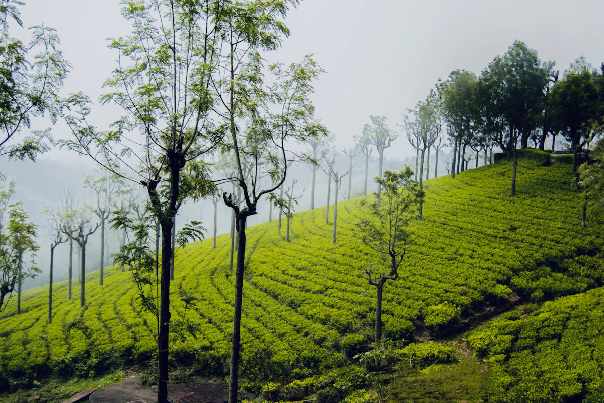 Ooty, Coorg & Mysore Tour Package
