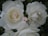 Three white roses with soft, delicate petals are in full bloom, surrounded by lush green foliage. The flowers have gentle curves and a subtle mix of white and cream tones, creating a serene and elegant composition.