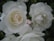 Three white roses with soft, delicate petals are in full bloom, surrounded by lush green foliage. The flowers have gentle curves and a subtle mix of white and cream tones, creating a serene and elegant composition.