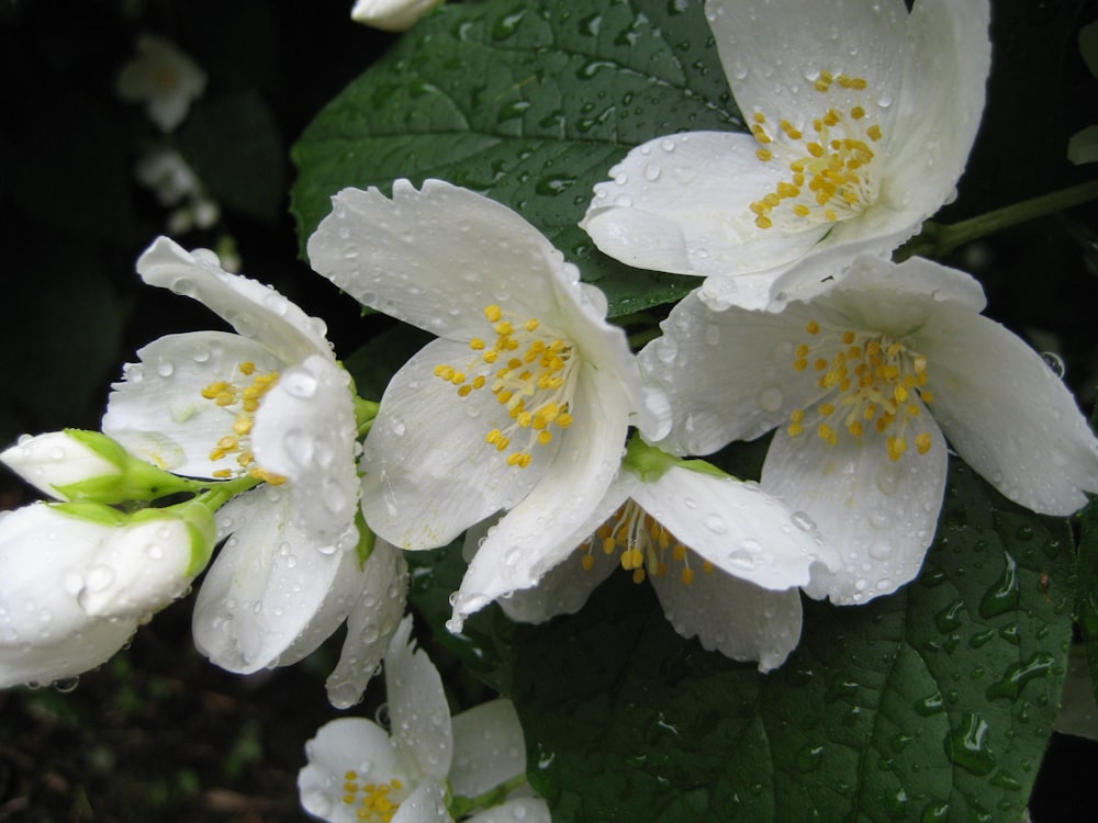 a group of white flowers with water droplets on them