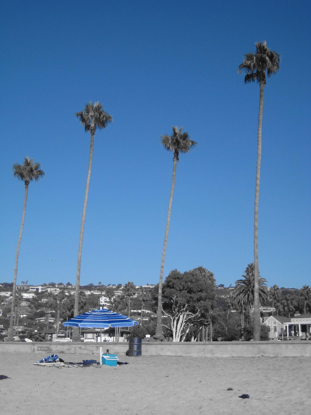 a row of palm trees sitting on top of a sandy beach