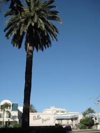 A tall palm tree stands prominently against a clear blue sky. In the background, there is a sign with 'Villa Capri' written on it, and a building with white and blue architectural elements. The setting appears to be a sunny day in a coastal or warm climate area.