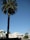 A tall palm tree stands prominently against a clear blue sky. In the background, there is a sign with 'Villa Capri' written on it, and a building with white and blue architectural elements. The setting appears to be a sunny day in a coastal or warm climate area.