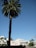 A tall palm tree stands prominently against a clear blue sky. In the background, there is a sign with 'Villa Capri' written on it, and a building with white and blue architectural elements. The setting appears to be a sunny day in a coastal or warm climate area.