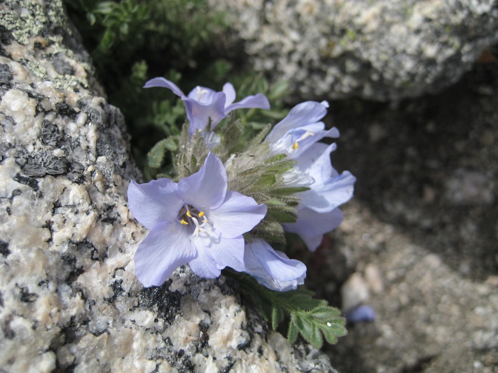 a close up of a flower on a rock