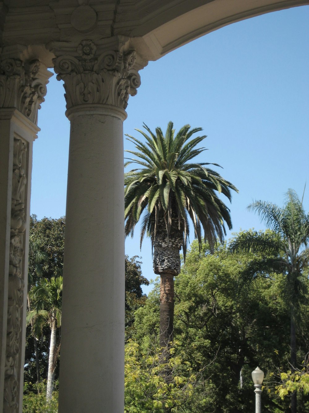 a tall palm tree sitting next to a lush green forest