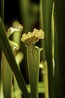 Side view of carnivorous plants in a shadowy, mysterious greenhouse corner