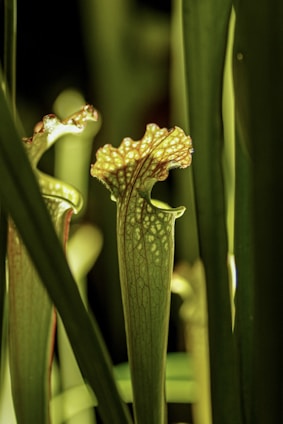 A close-up of a vibrant, rare carnivorous plant with dew-covered leaves in a rustic pot.
