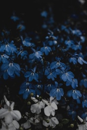 a bunch of blue and white flowers in a field