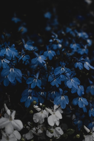 a bunch of blue and white flowers in a field