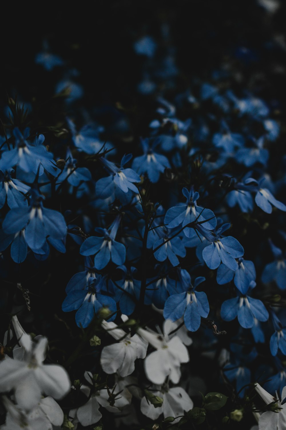 a bunch of blue and white flowers in a field