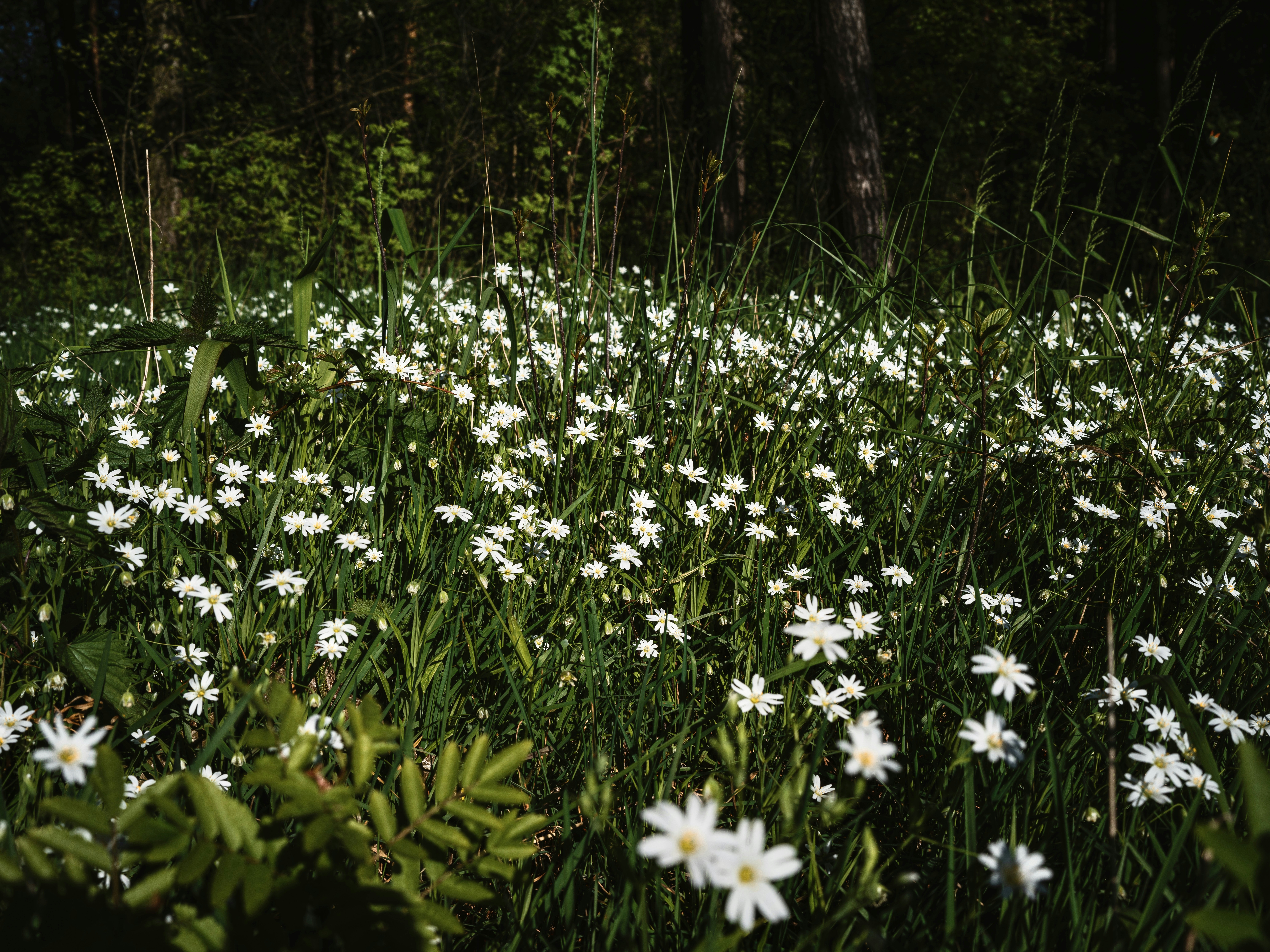 Photo by egorkomarov