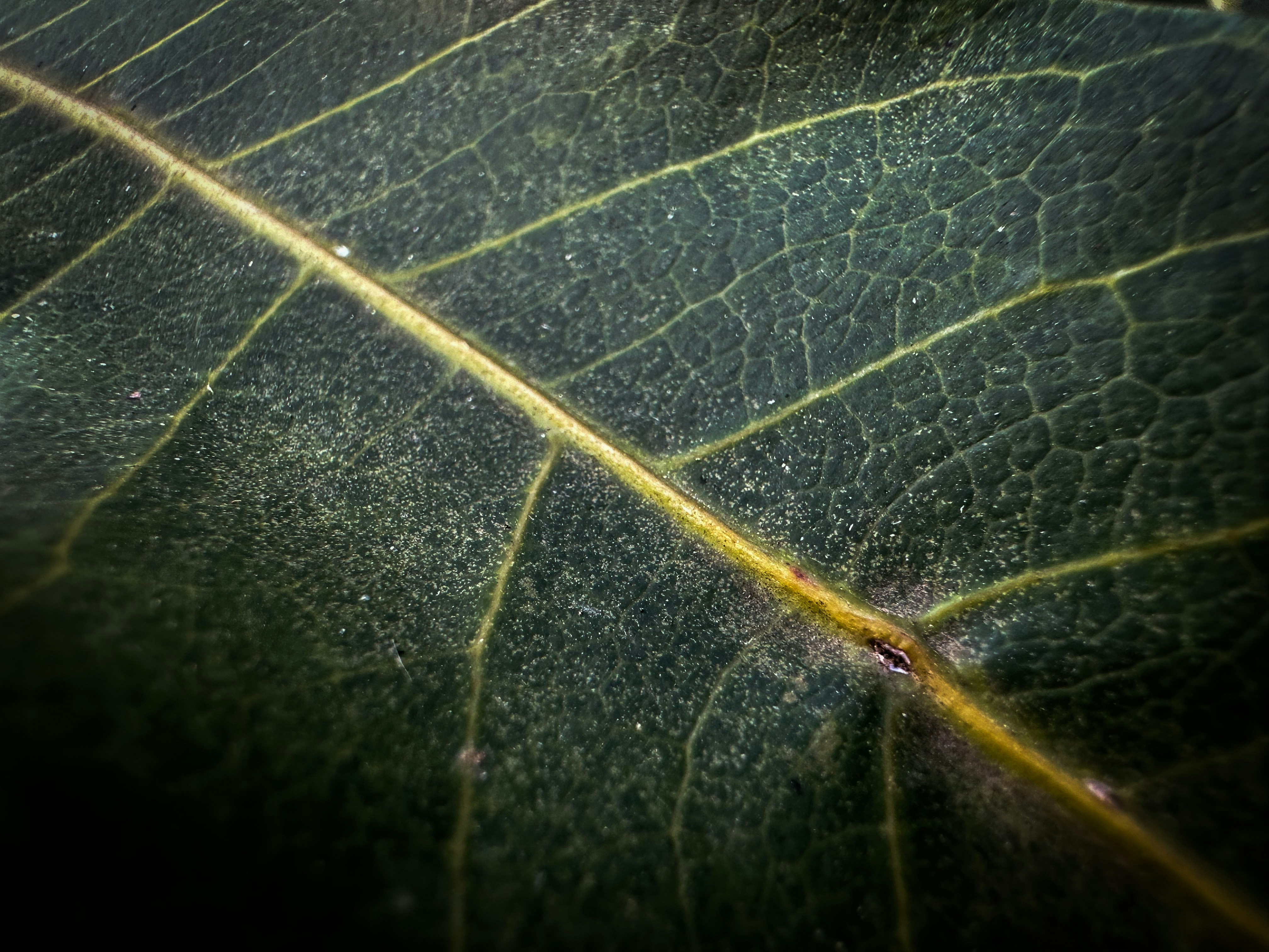 a close up of a green leaf with a yellow line