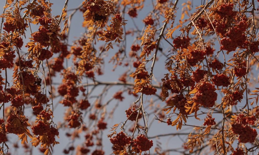 a bunch of red flowers hanging from a tree