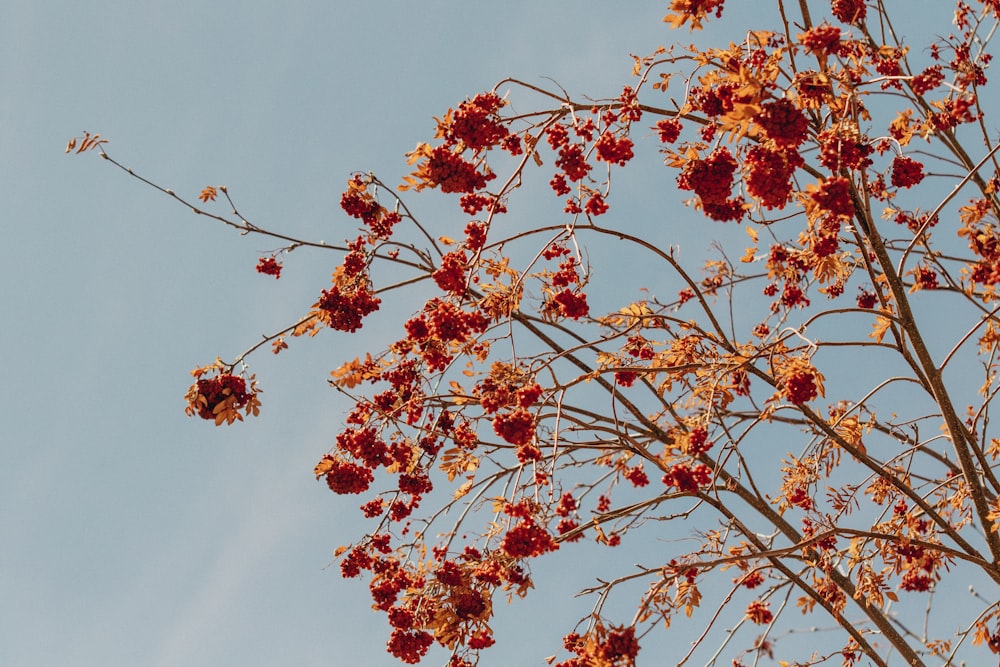 a tree with lots of red flowers in front of a blue sky