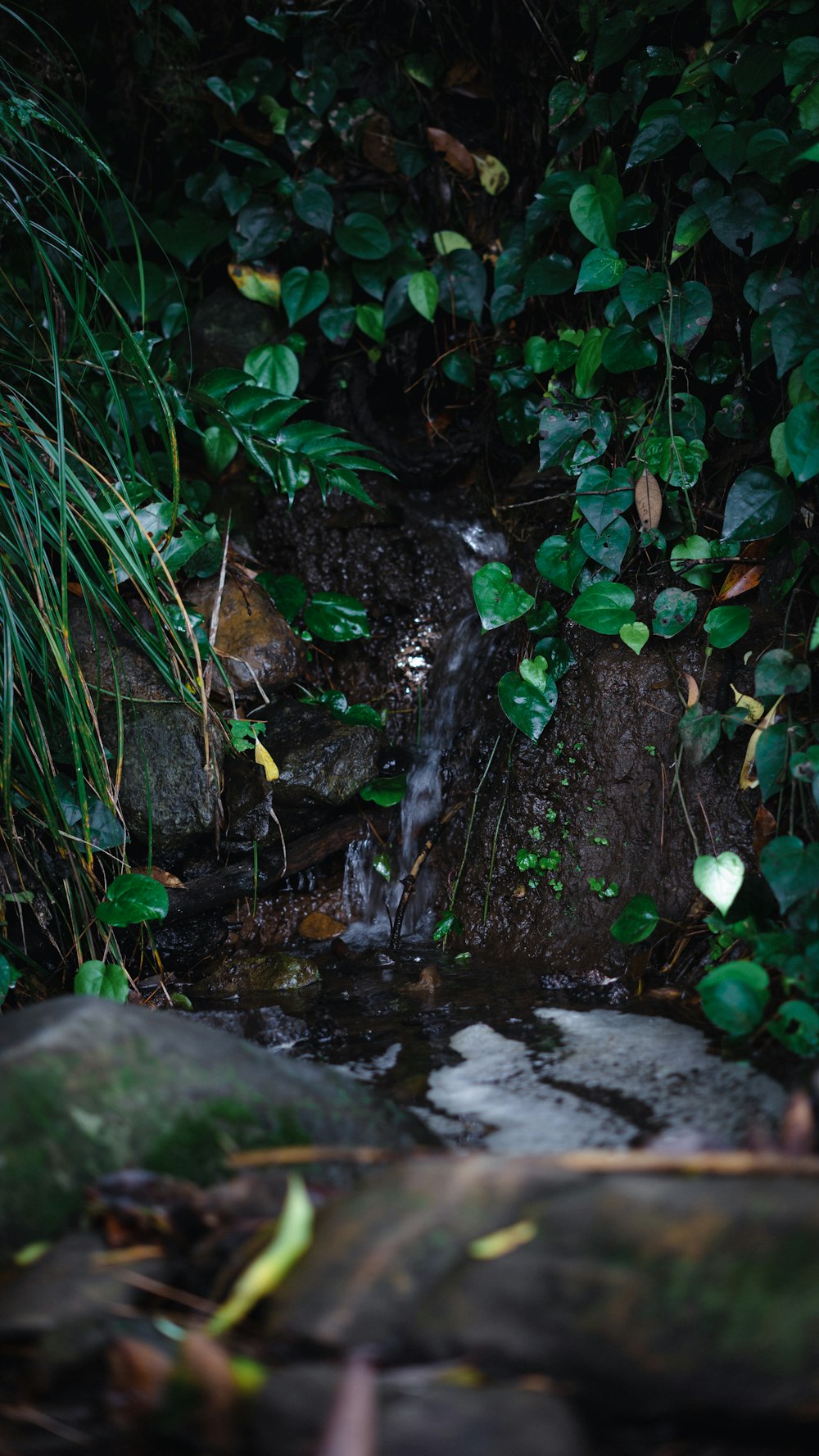 a stream running through a lush green forest