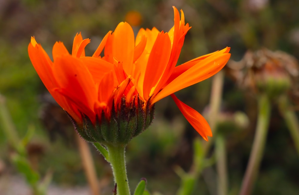 a close up of an orange flower with a blurry background