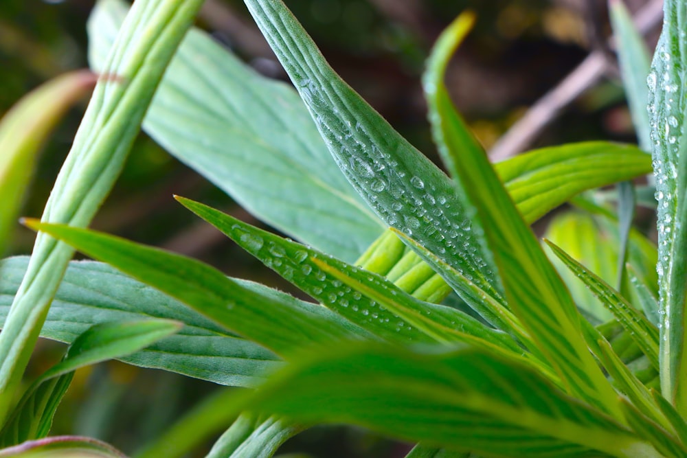 a close up of a green plant with water droplets