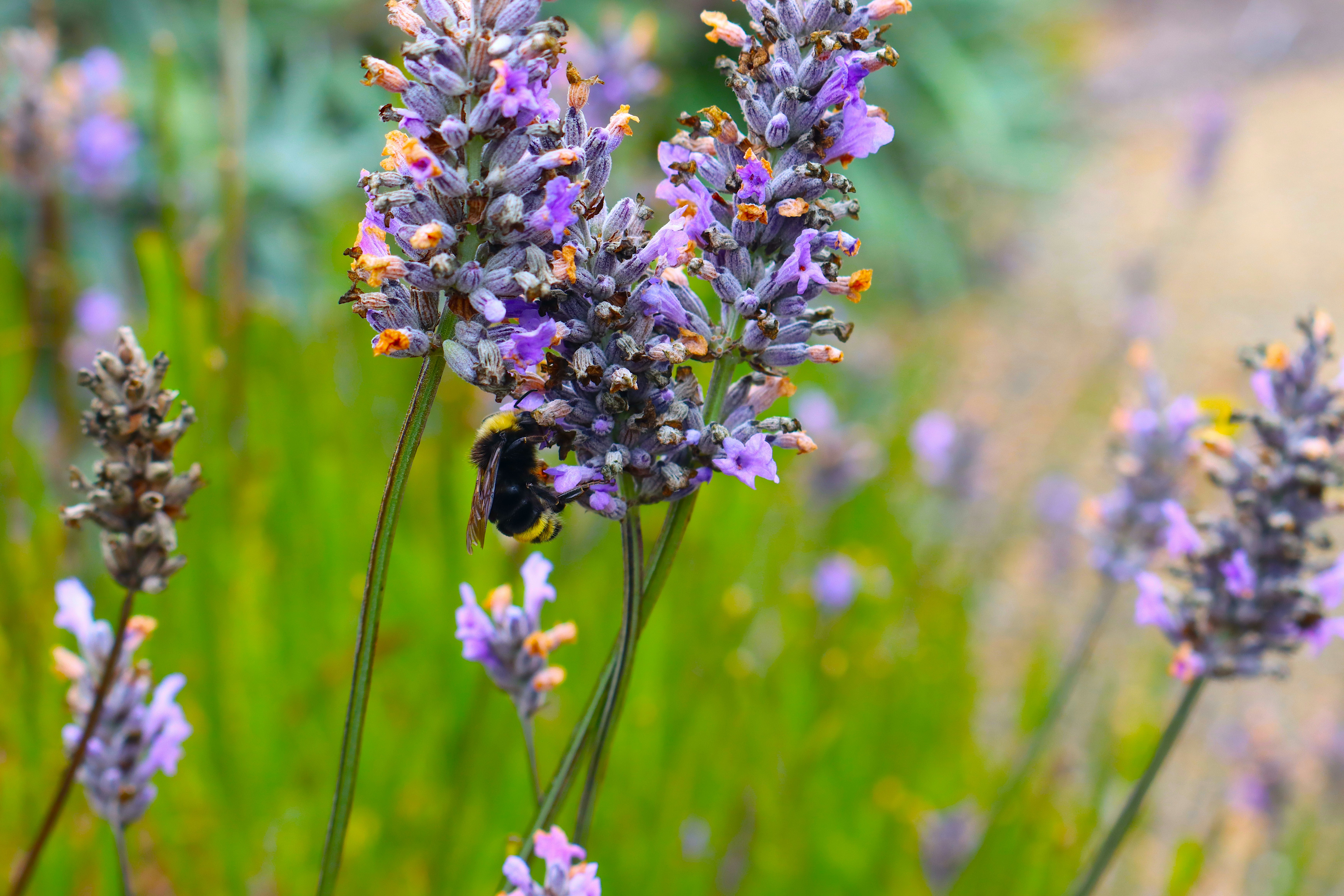 Photo by vwalbrandt81